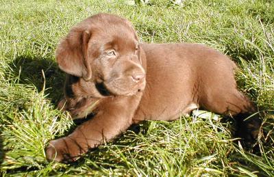 un joli labrador